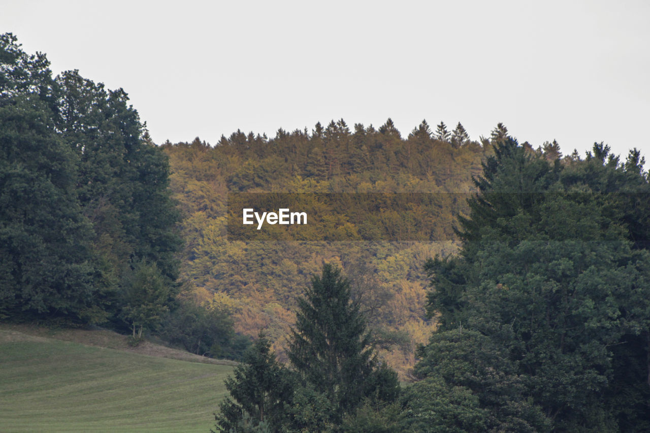 Pine trees in forest against sky