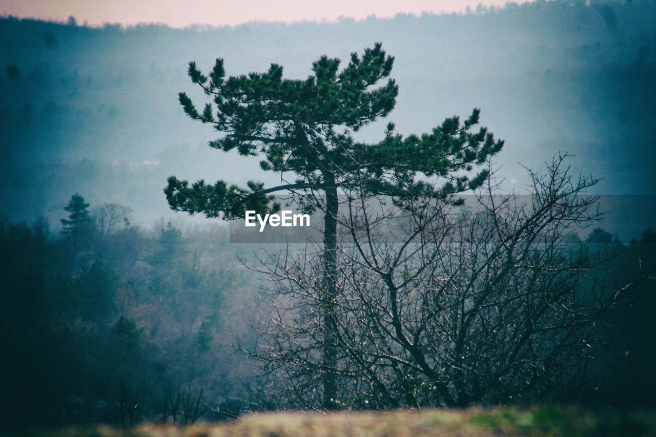 Trees on field during foggy weather