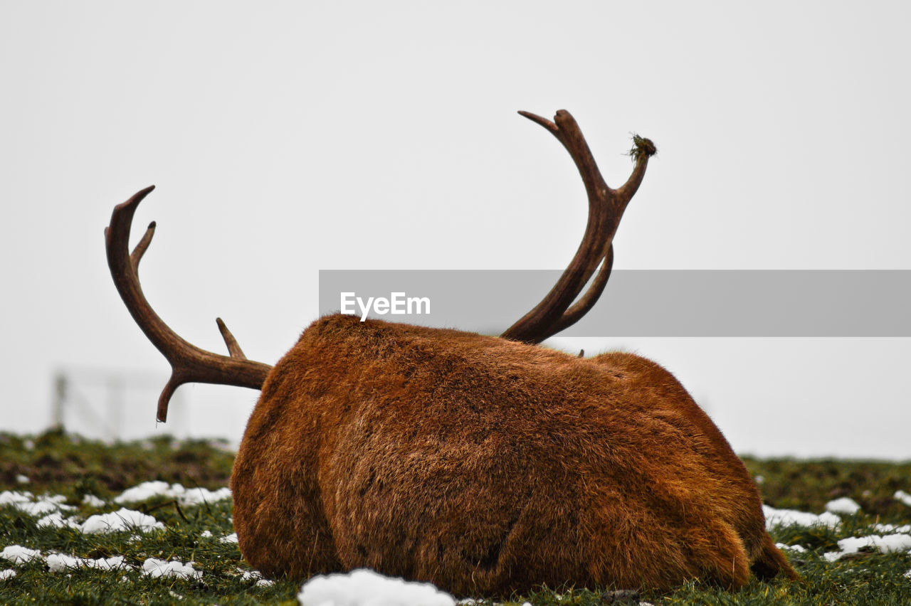 Deer on field against clear sky