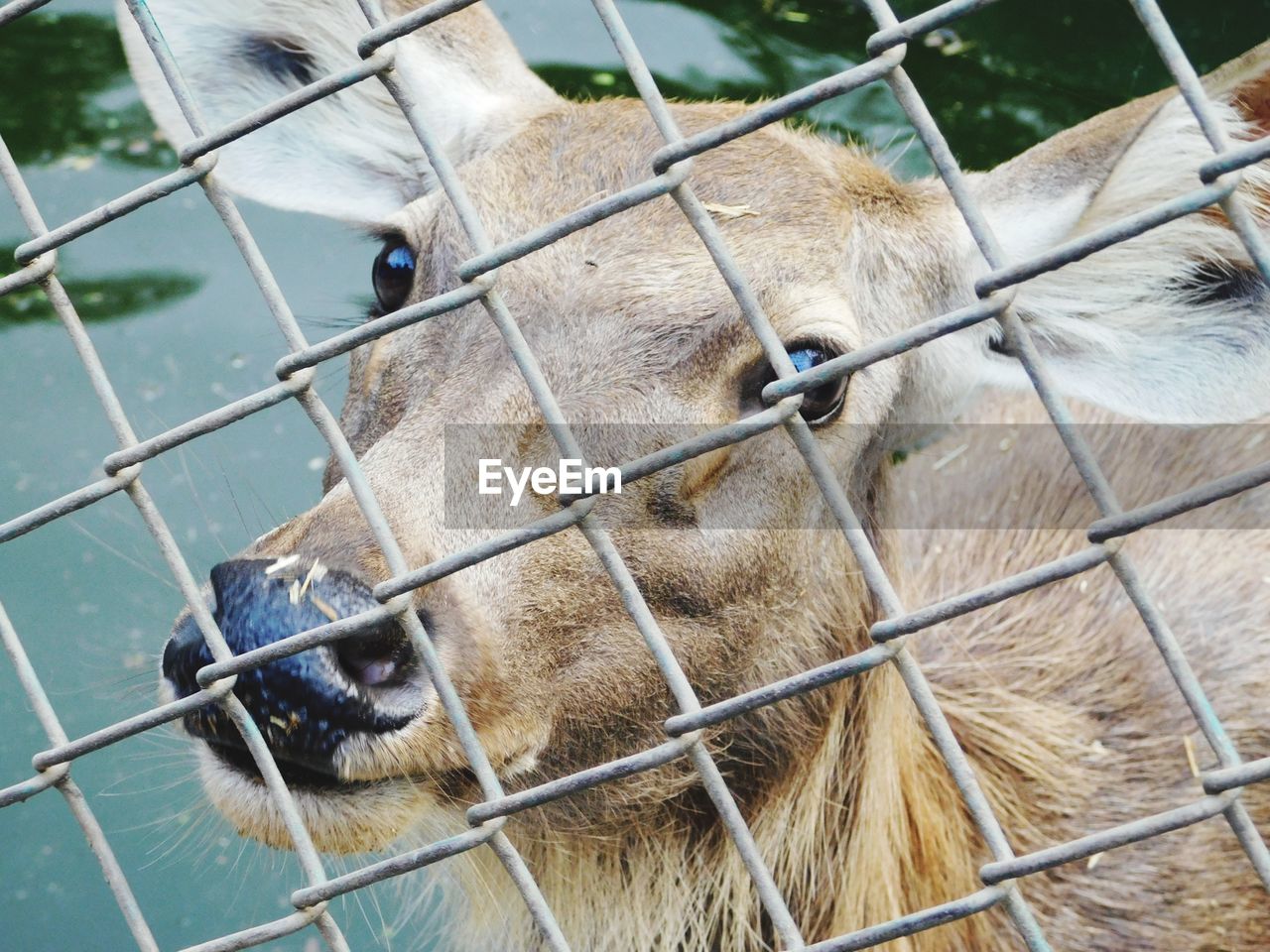 CLOSE-UP OF HORSE IN ZOO