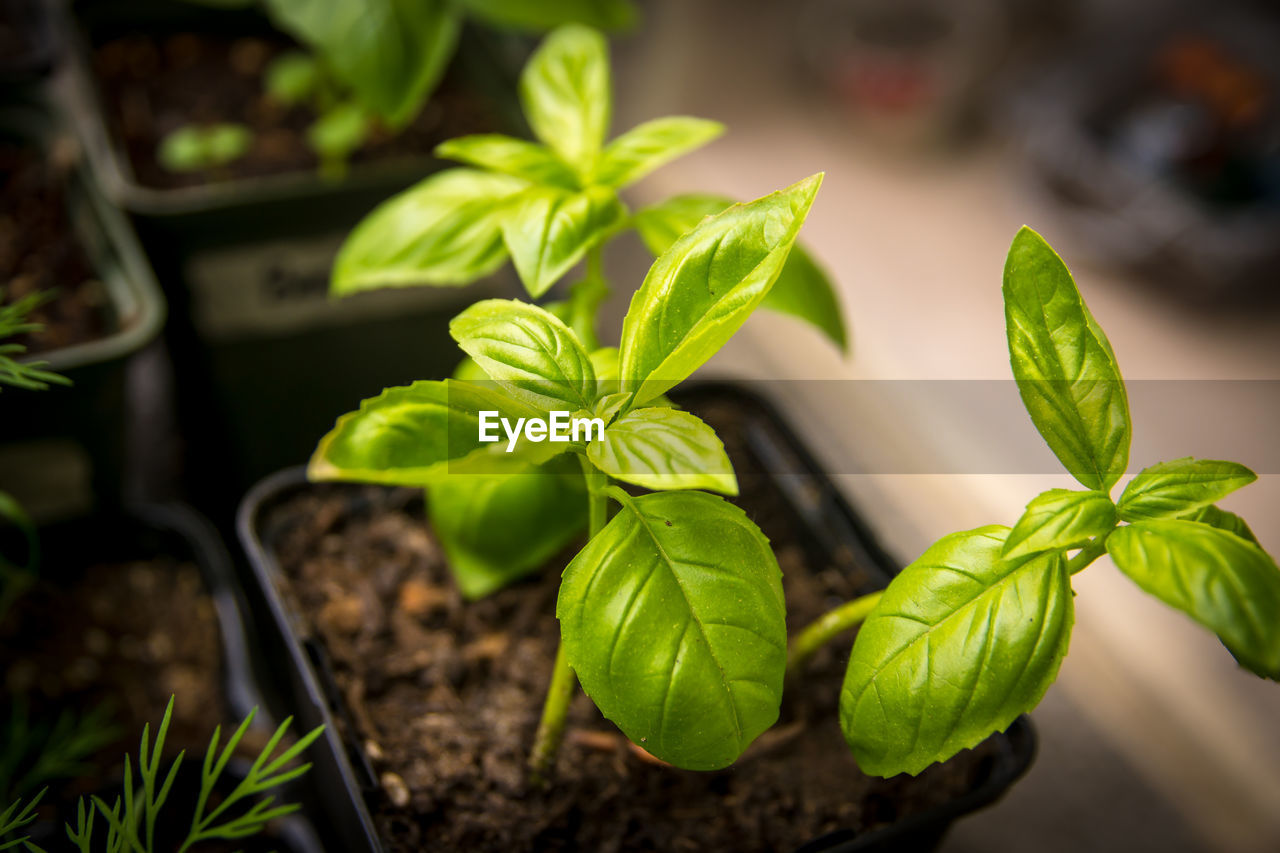 High angle view of potted plant leaves