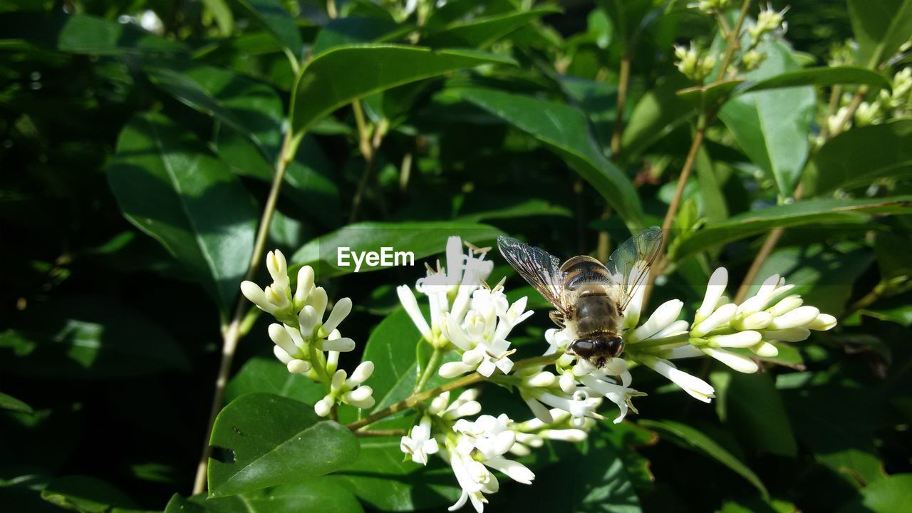 CLOSE-UP OF BUTTERFLY ON PLANT