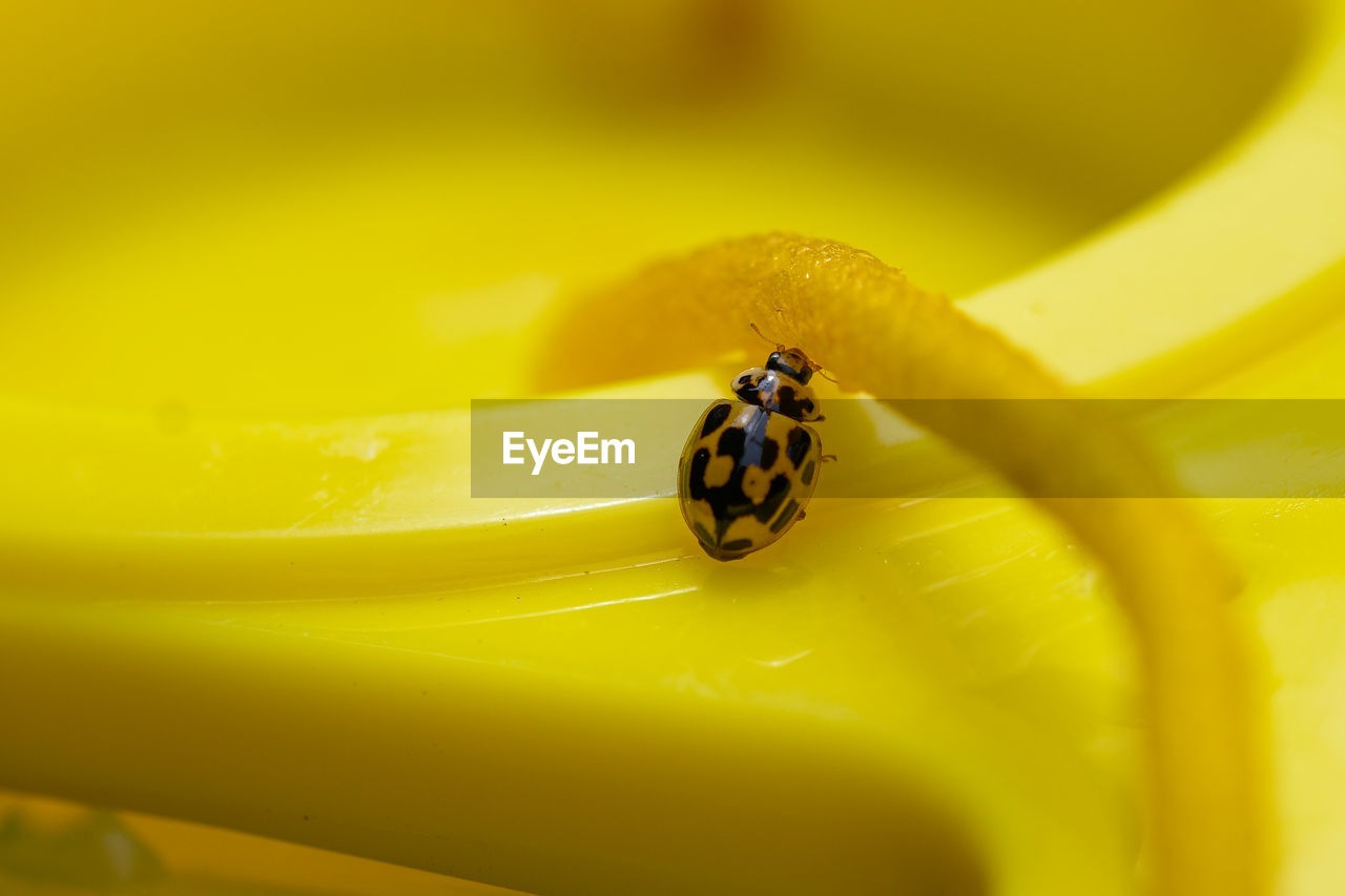 Close-up of a yellow ladybug 