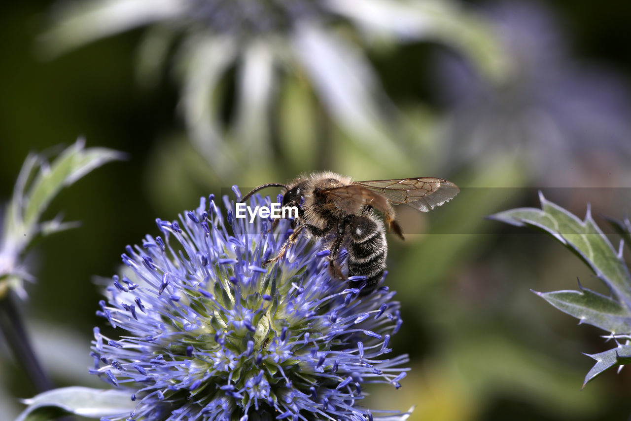 CLOSE-UP OF HONEY BEE POLLINATING ON PURPLE FLOWER