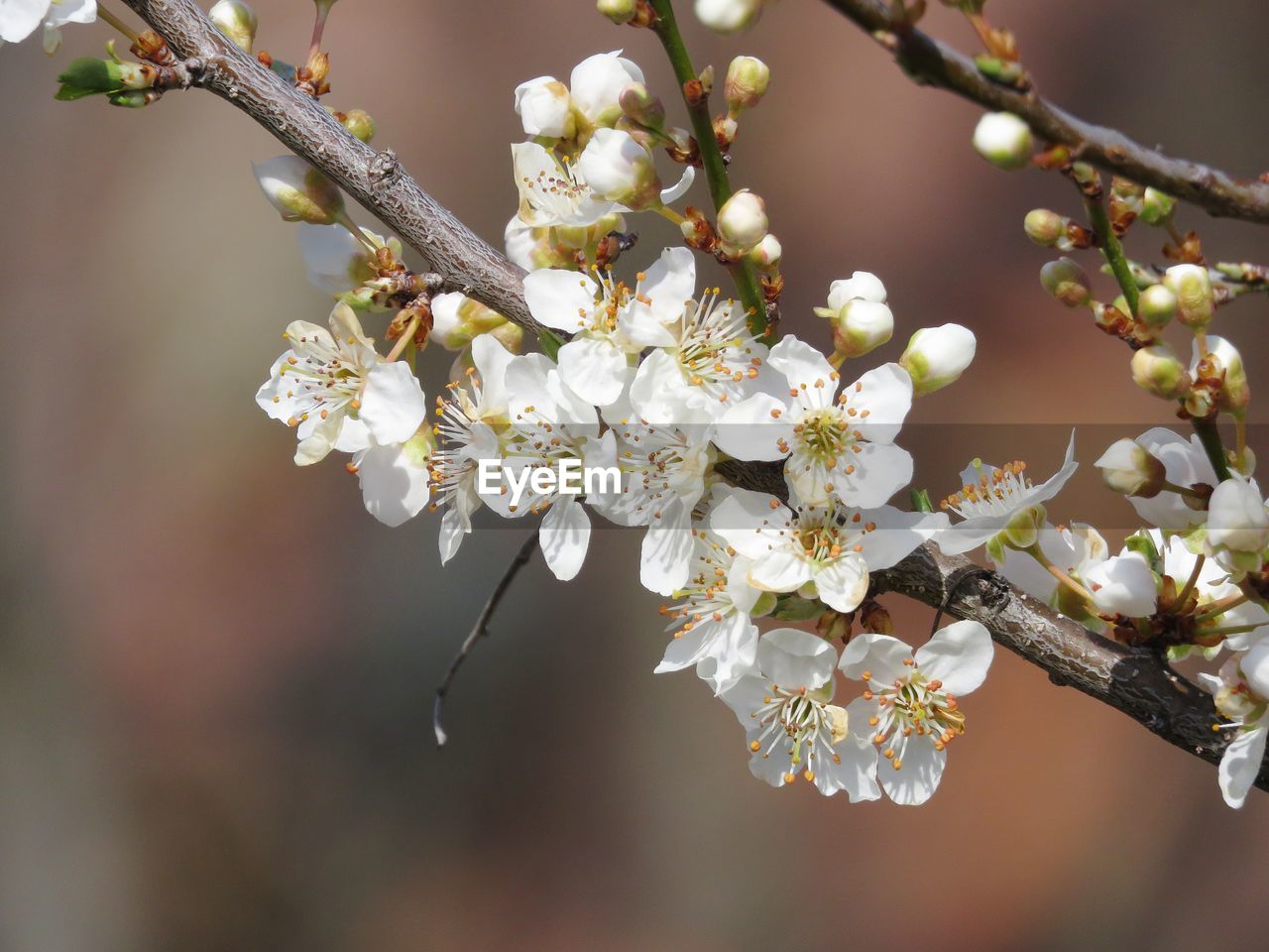 Close-up of cherry blossoms in spring