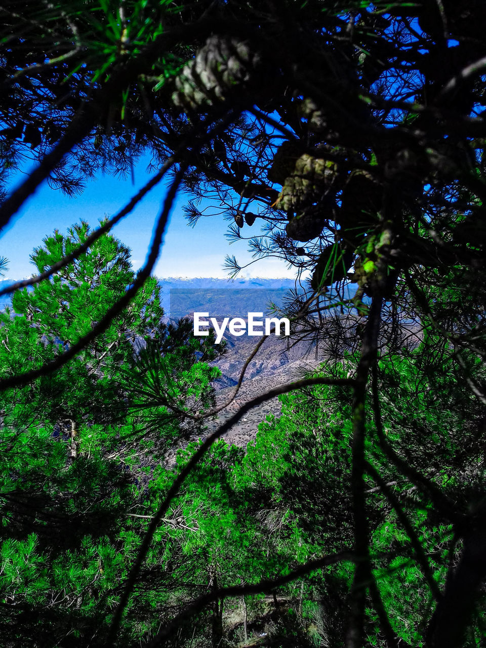 LOW ANGLE VIEW OF TREE BY MOUNTAIN AGAINST SKY