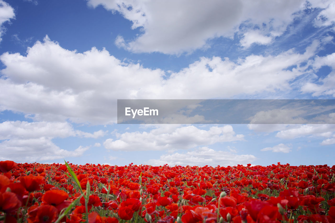 Red poppies blooming on field against sky