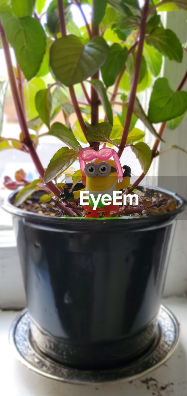 CLOSE-UP OF DRINK WITH POTTED PLANTS ON TABLE