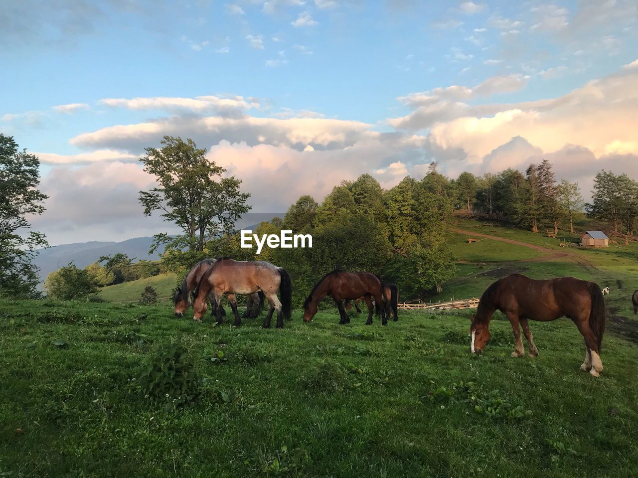 HORSE GRAZING IN A FIELD