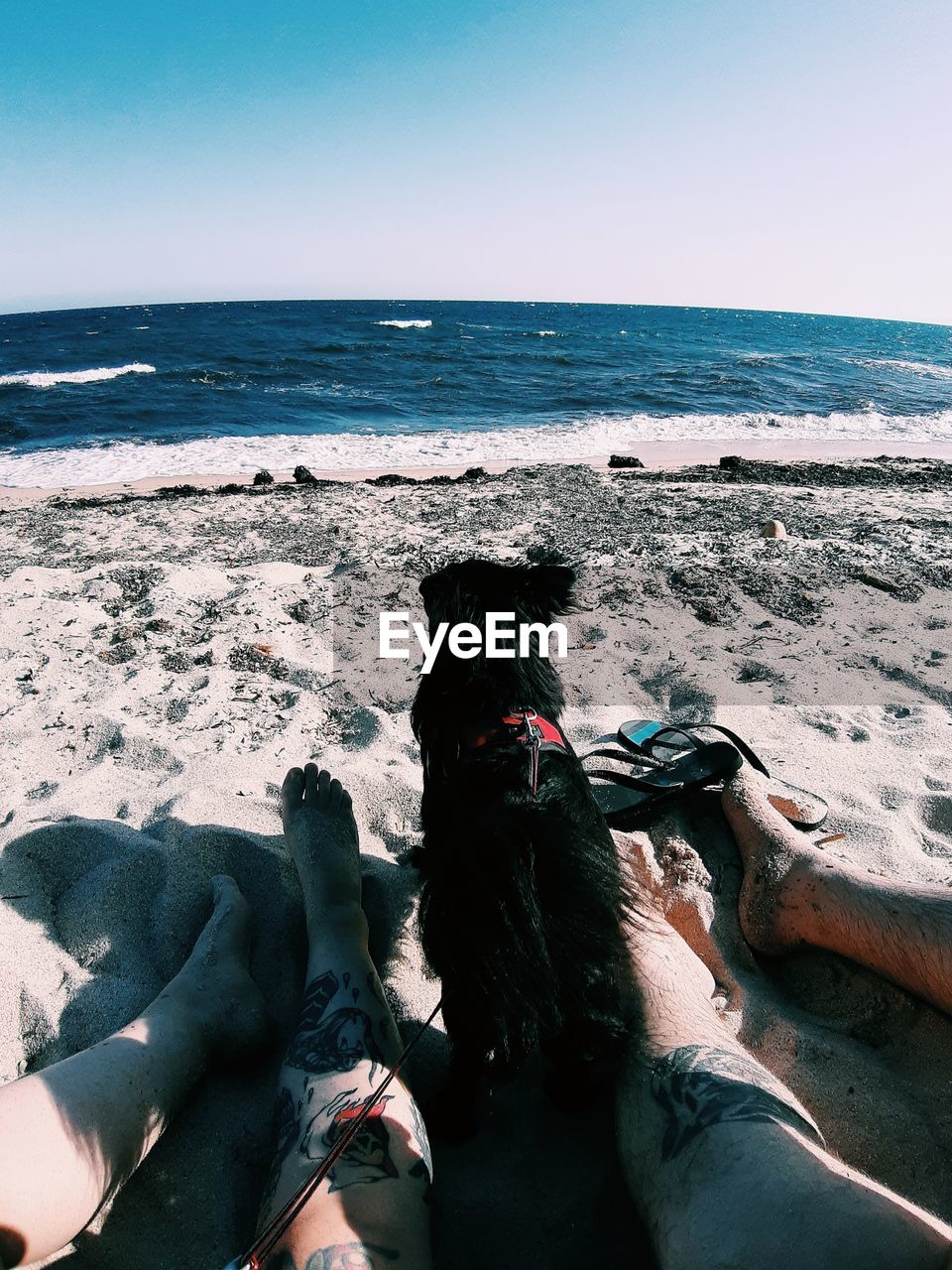 Low section of couple and dog relaxing at beach