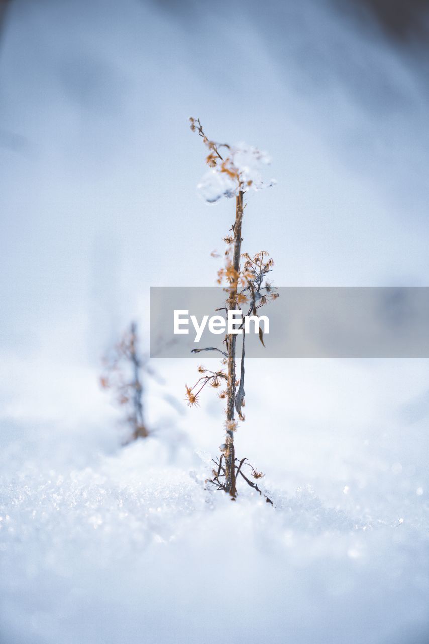 Close-up of frozen plant on field against sky