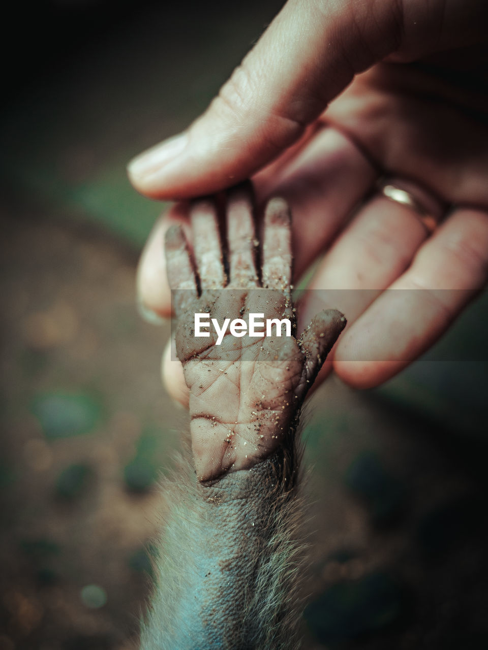 Close-up of person holding hand of monkey 