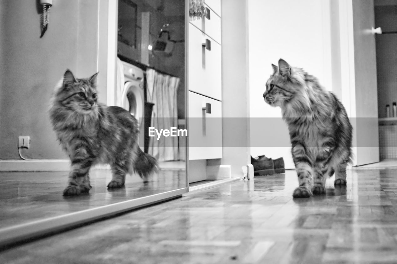 Cat reflecting on mirror at home