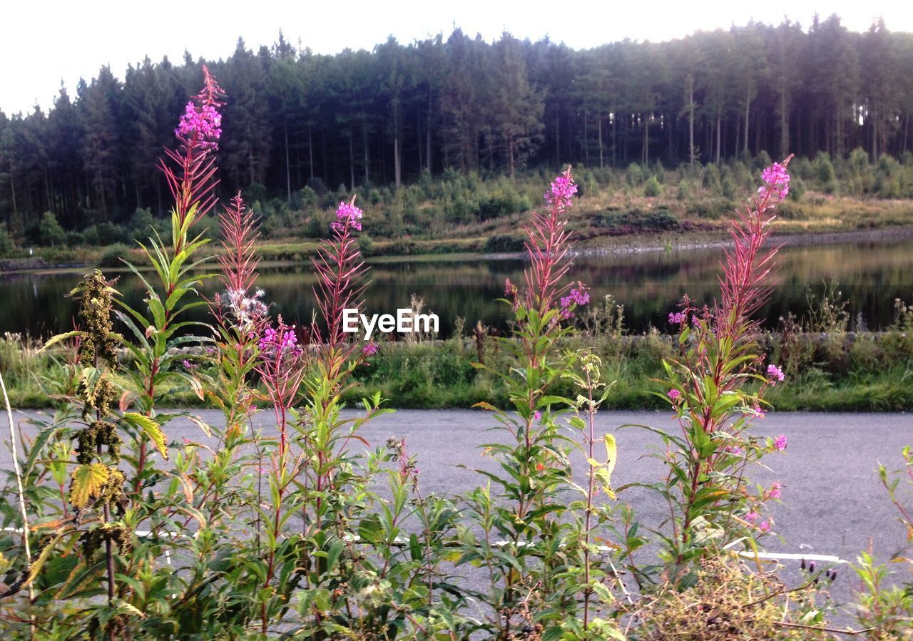 Pink flowers blooming in on roadside against trees