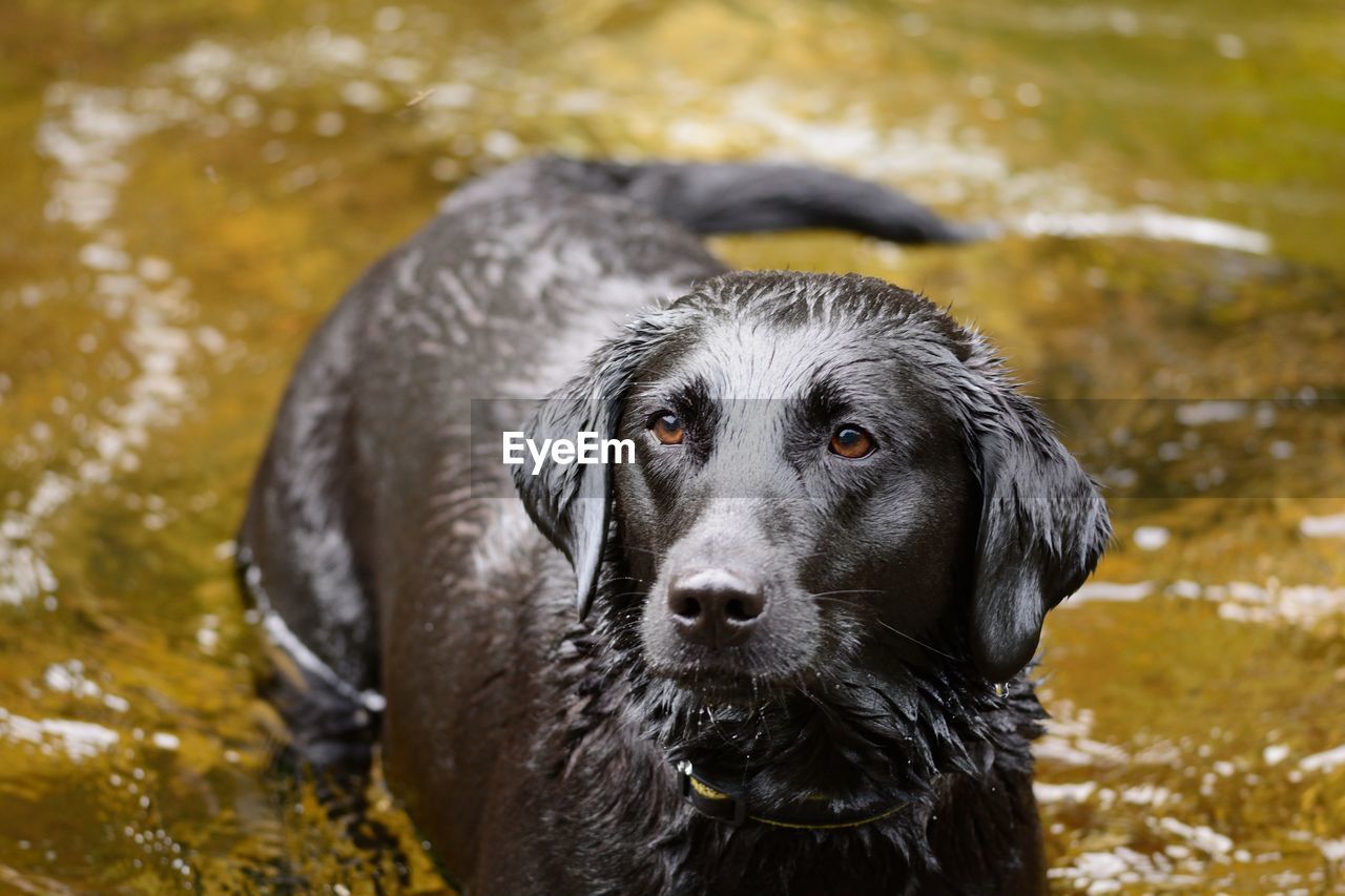 View of wet dog in water