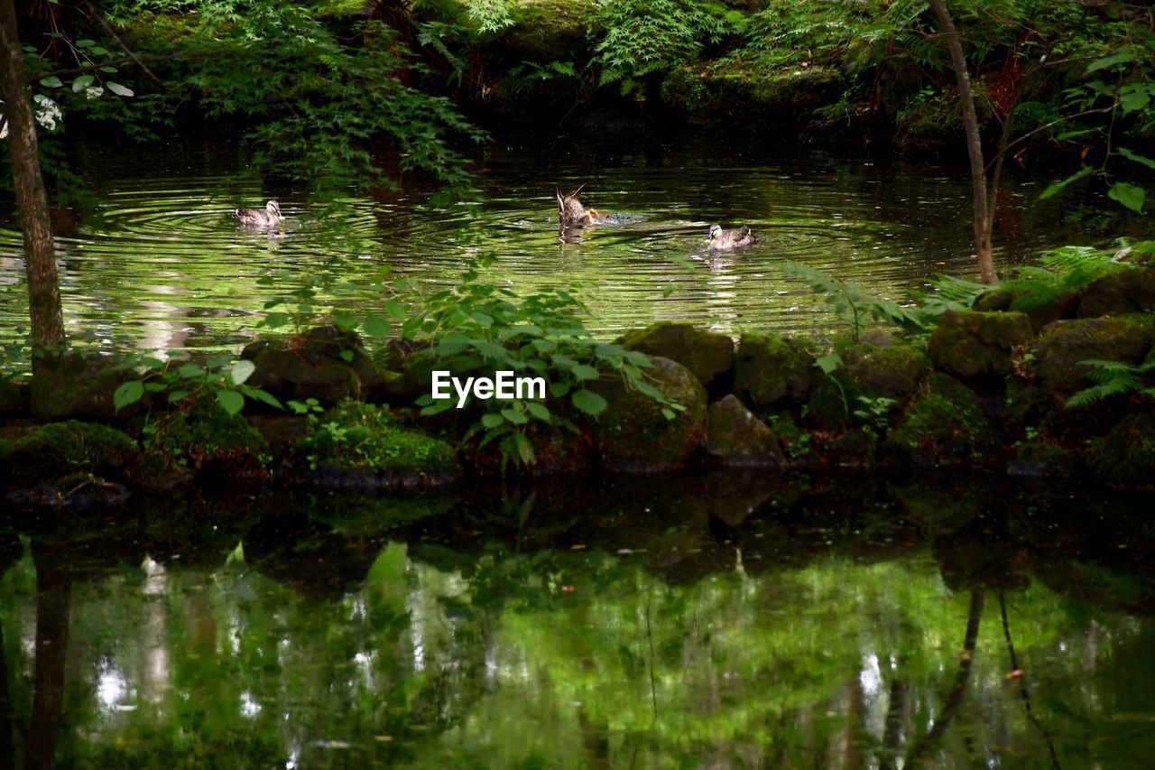 BIRDS SWIMMING IN LAKE