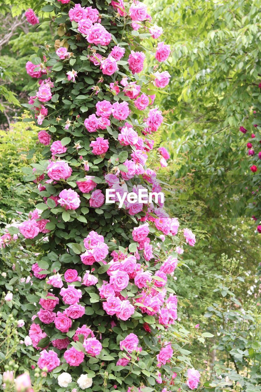 CLOSE-UP OF PINK FLOWERS BLOOMING