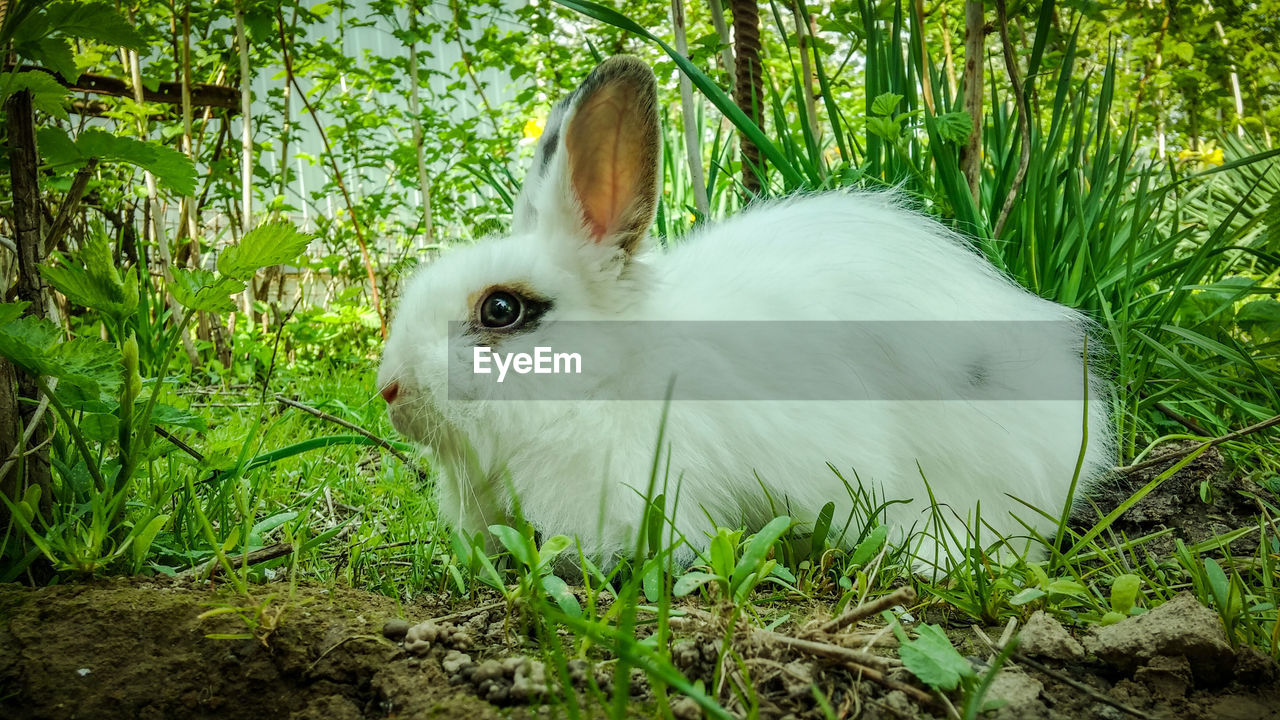 CLOSE-UP OF RABBIT ON FIELD