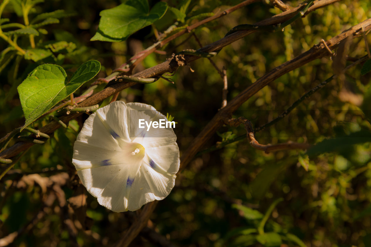 CLOSE-UP OF WHITE FLOWER