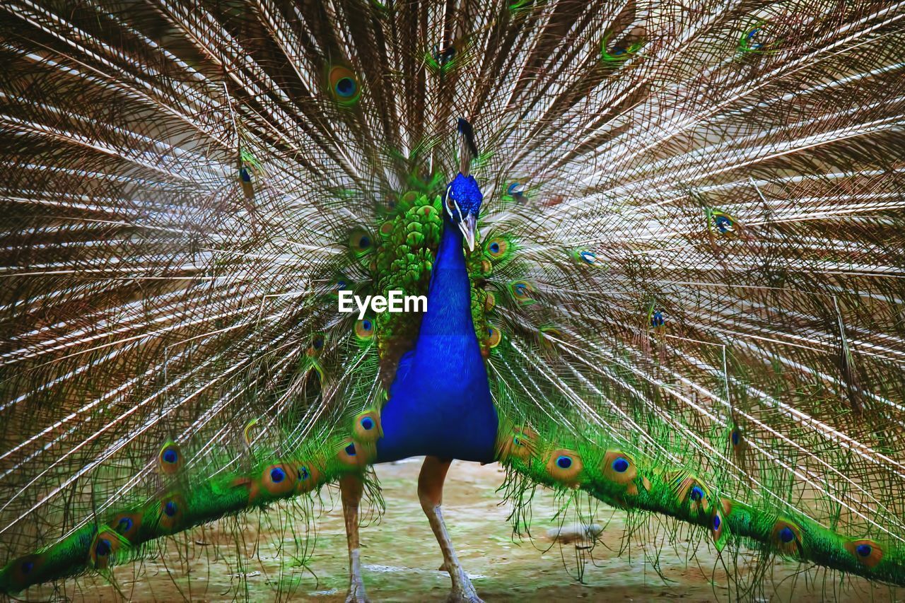 CLOSE-UP OF PEACOCK ON WHITE BACKGROUND