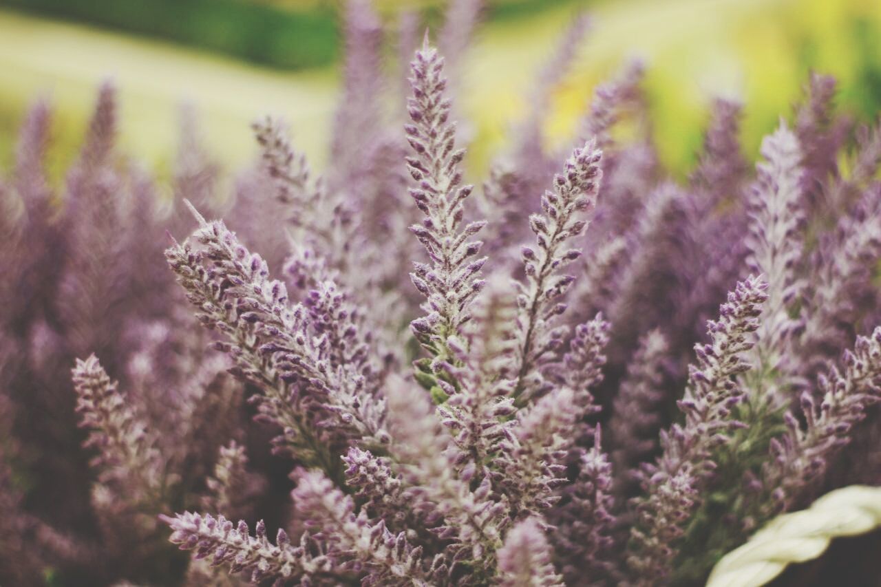 Close-up of flowers growing in field