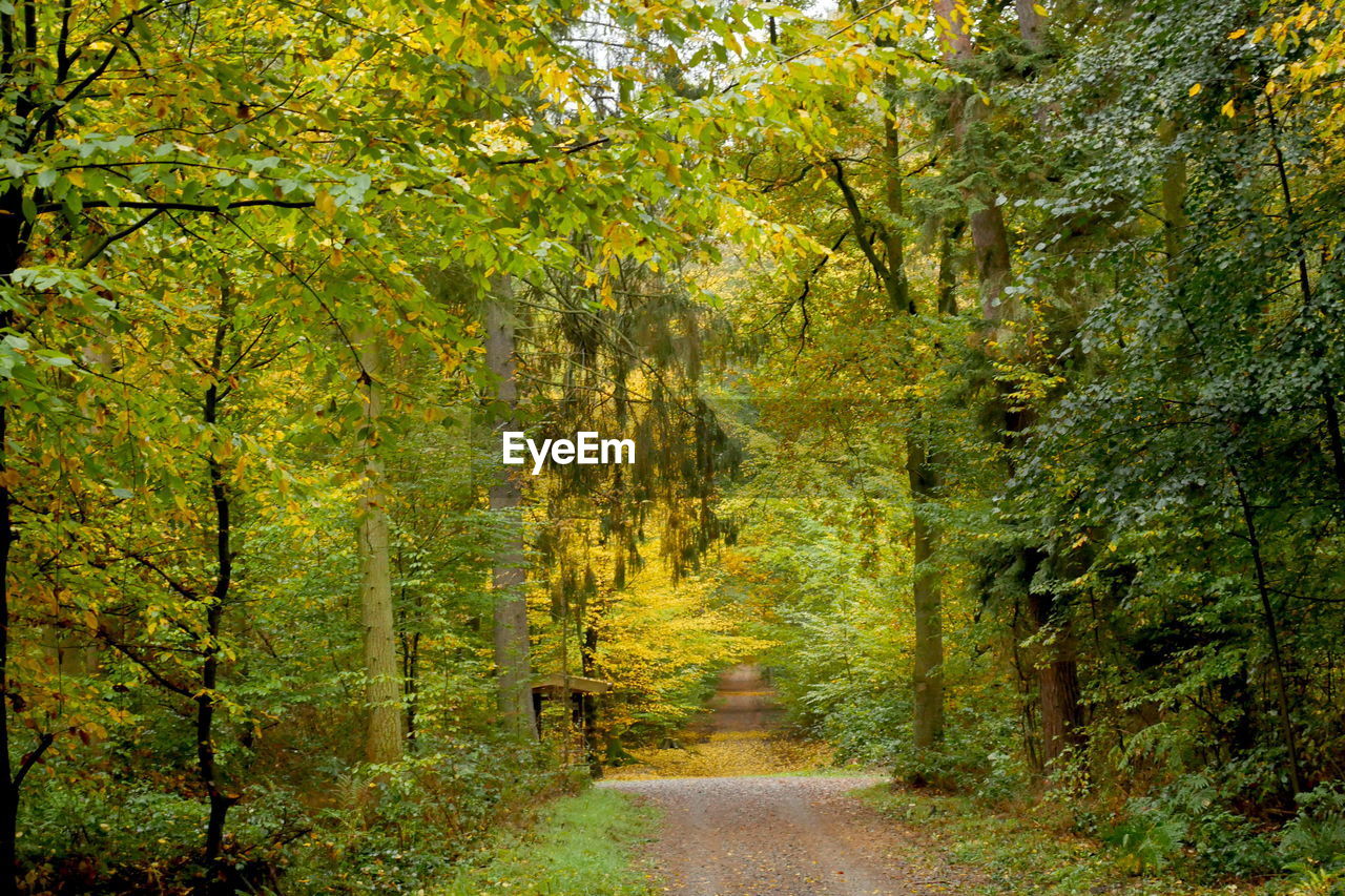 Trees in forest, autumn