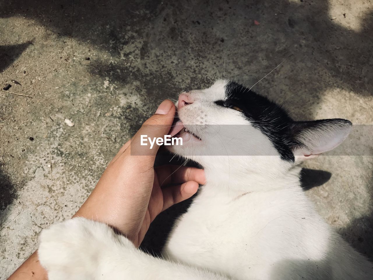 HIGH ANGLE VIEW OF CAT RESTING ON HAND