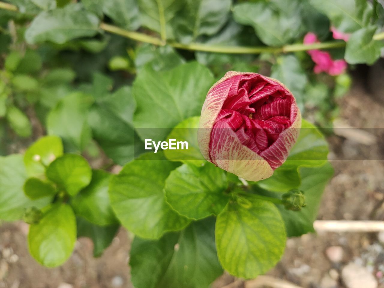 CLOSE-UP OF ROSE BUD