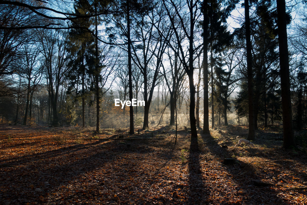 Trees in forest