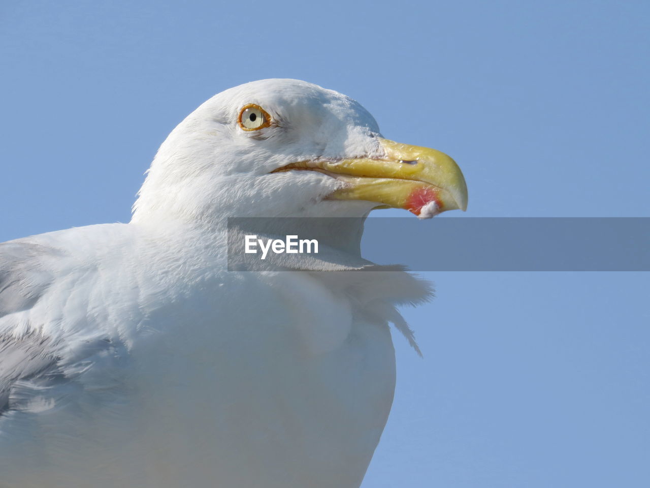 Close-up of seagull