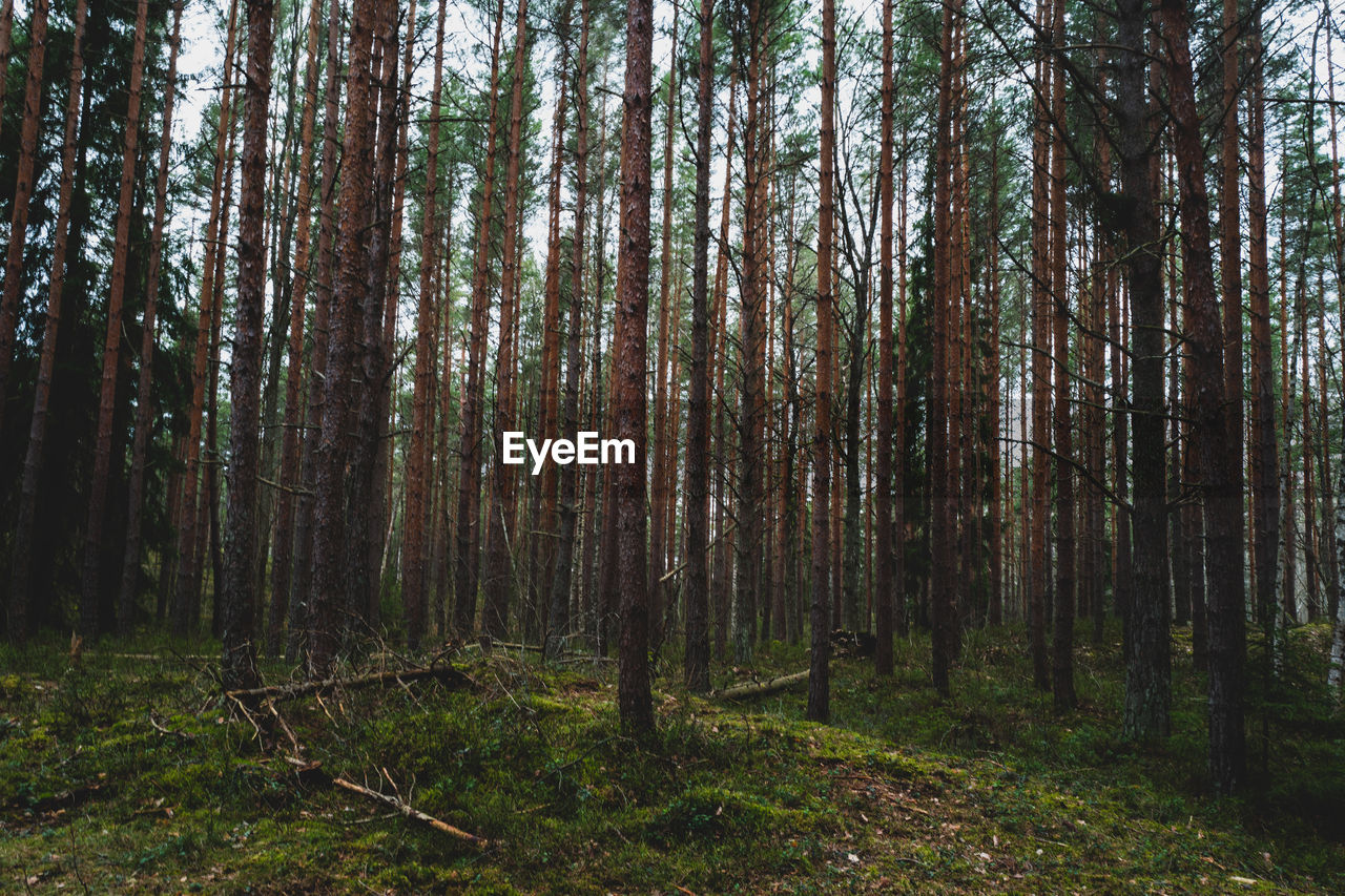 Trees growing in forest