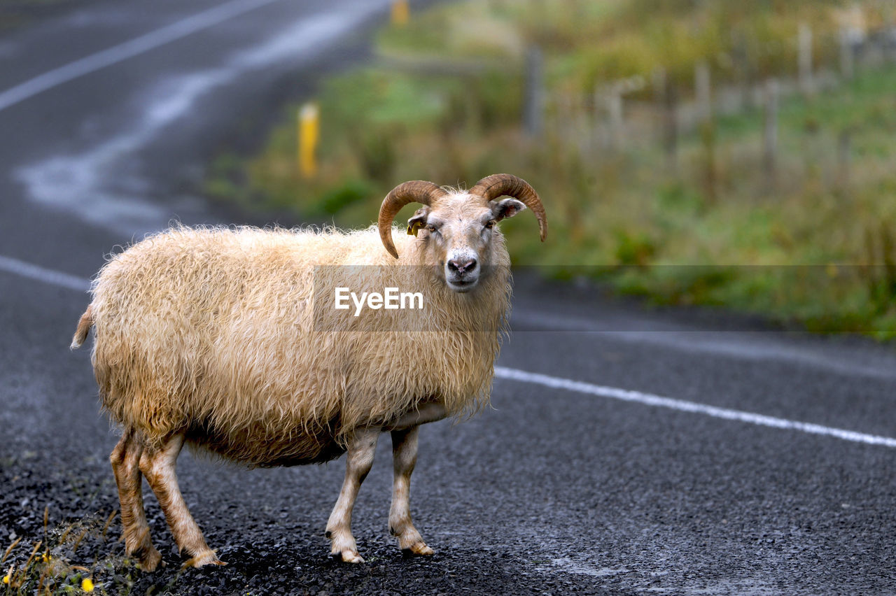 PORTRAIT OF SHEEP ON ROAD