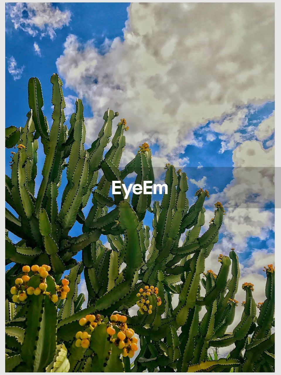 CLOSE-UP OF PRICKLY PEAR CACTUS