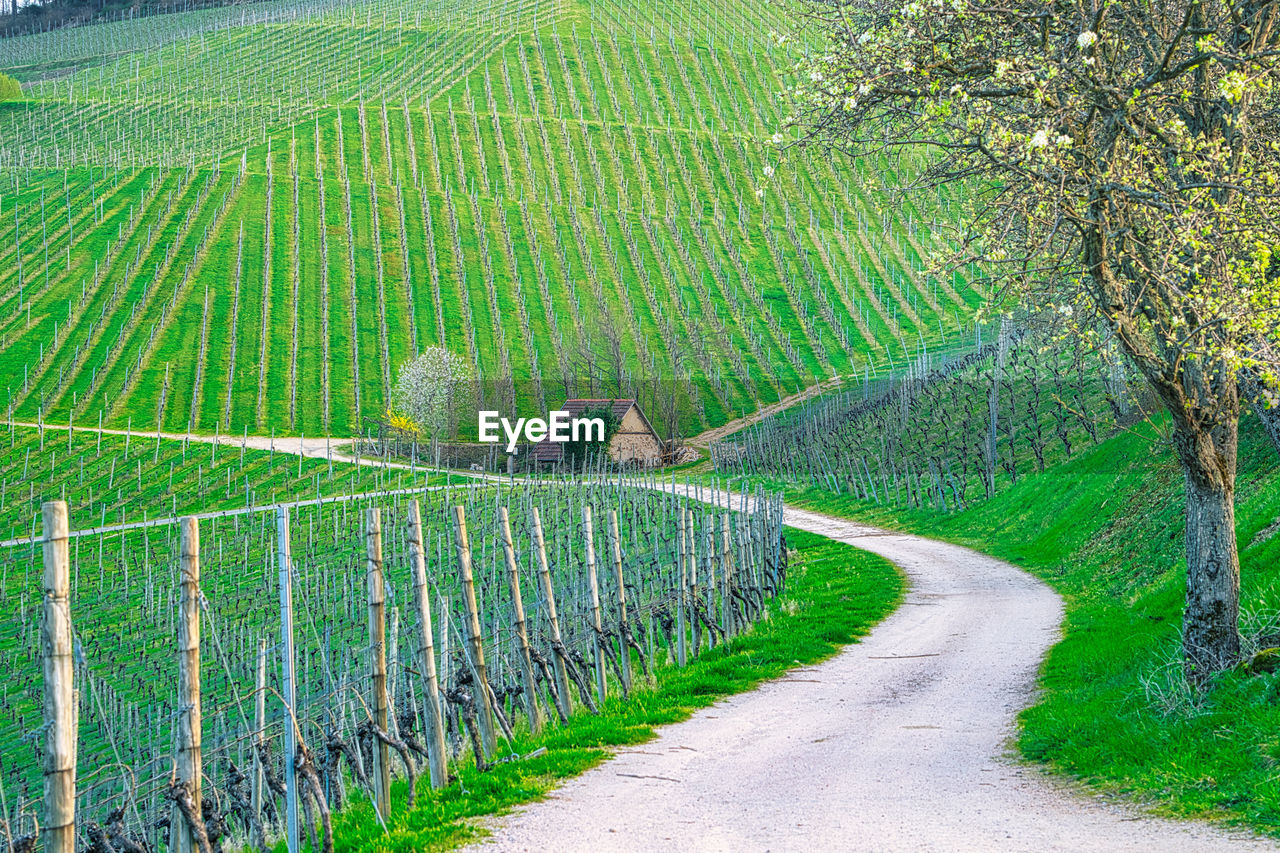 PANORAMIC VIEW OF ROAD AMIDST TREES