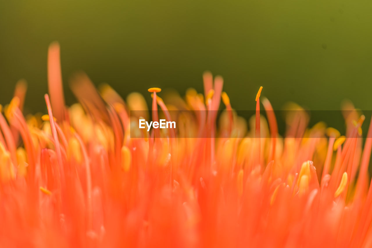 CLOSE-UP OF ORANGE FLOWERING PLANTS