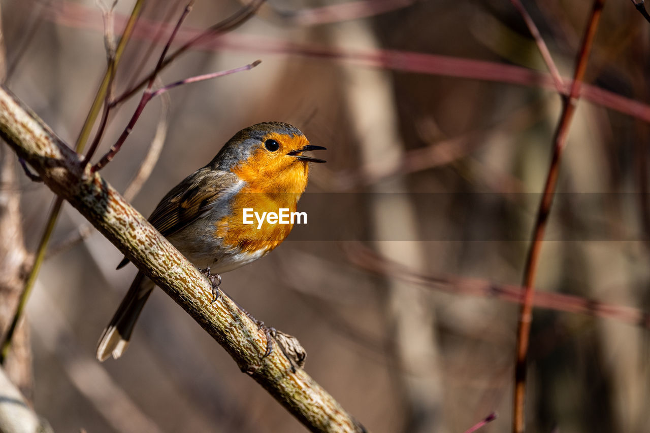 animal themes, animal, bird, animal wildlife, wildlife, tree, nature, branch, one animal, perching, beauty in nature, plant, beak, yellow, robin, outdoors, no people, multi colored, environment, tourism, focus on foreground, tropical bird, wilderness