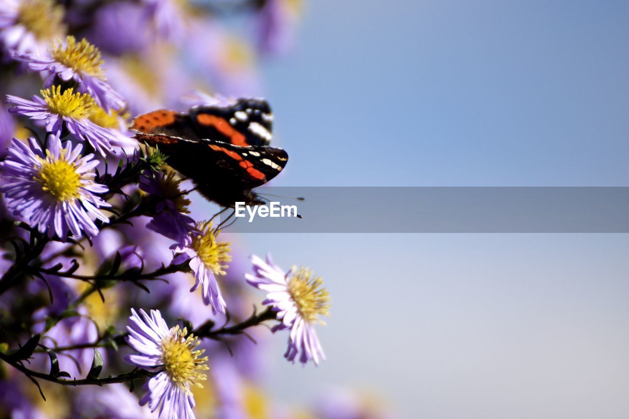 Close-up of butterfly pollinating on purple flower