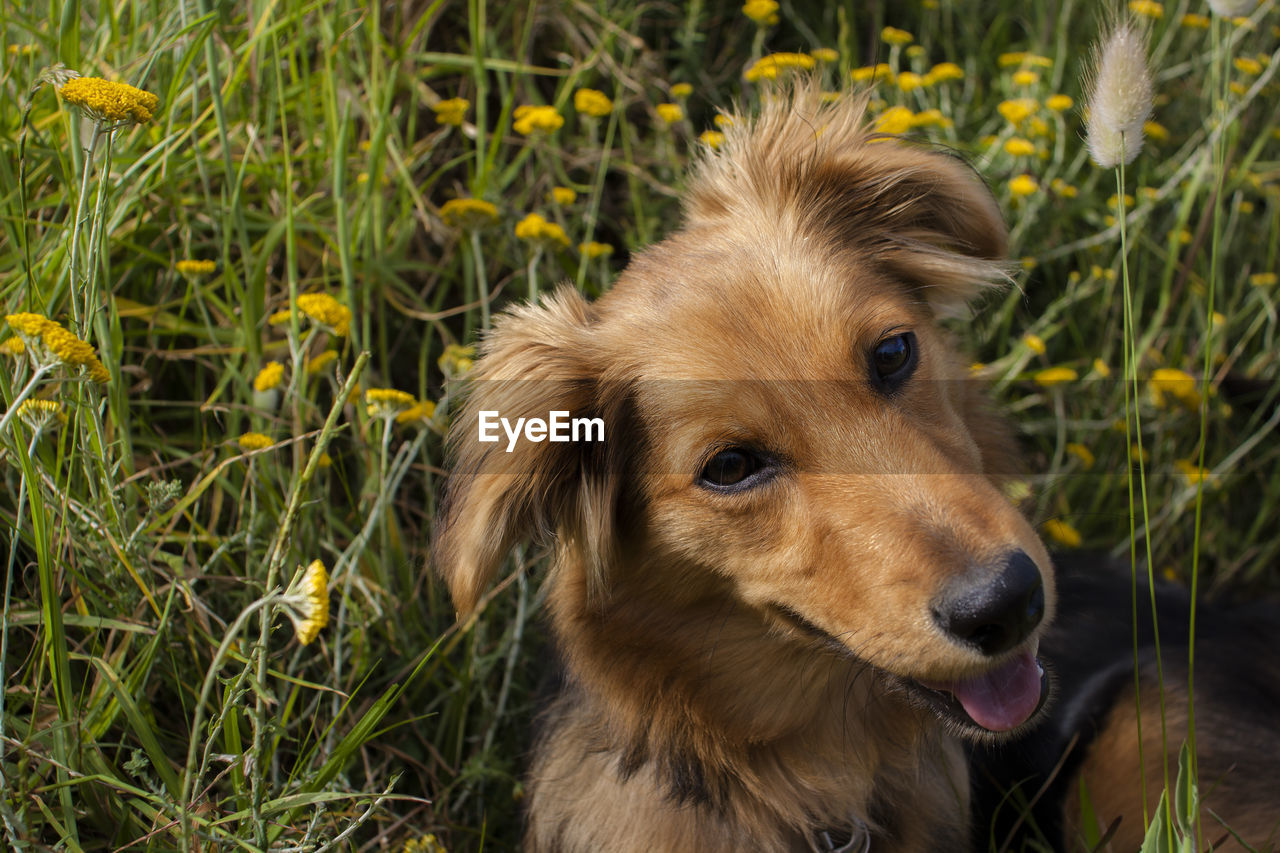 Close-up portrait of dog on grass