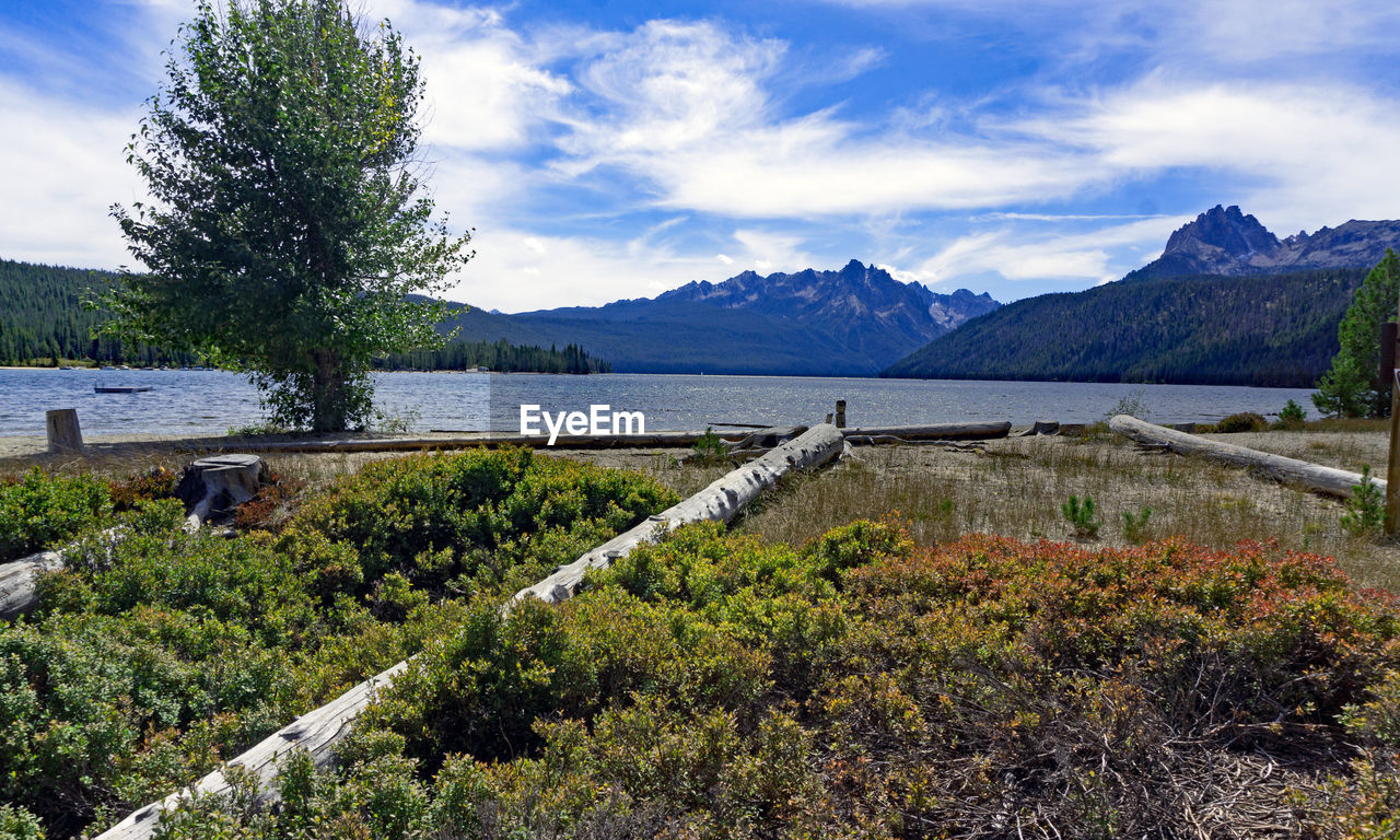 PLANTS BY LAKE AGAINST SKY