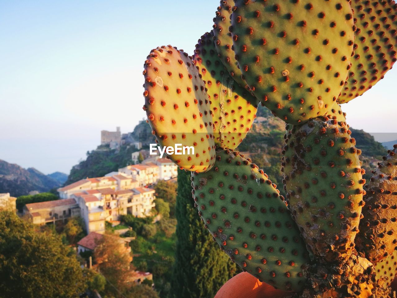 CLOSE-UP OF PRICKLY PEAR CACTUS IN PARK