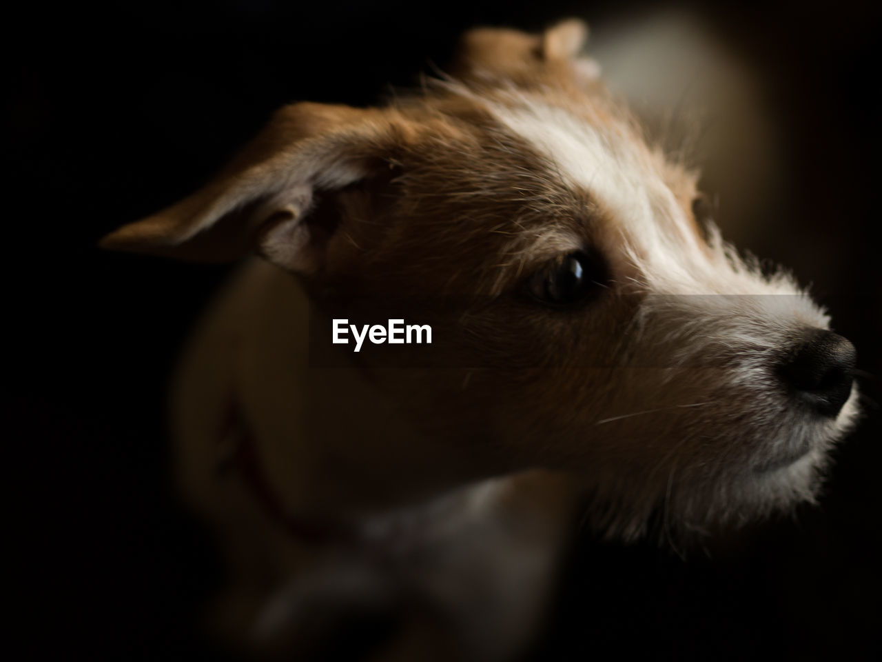 Close-up of dog looking away