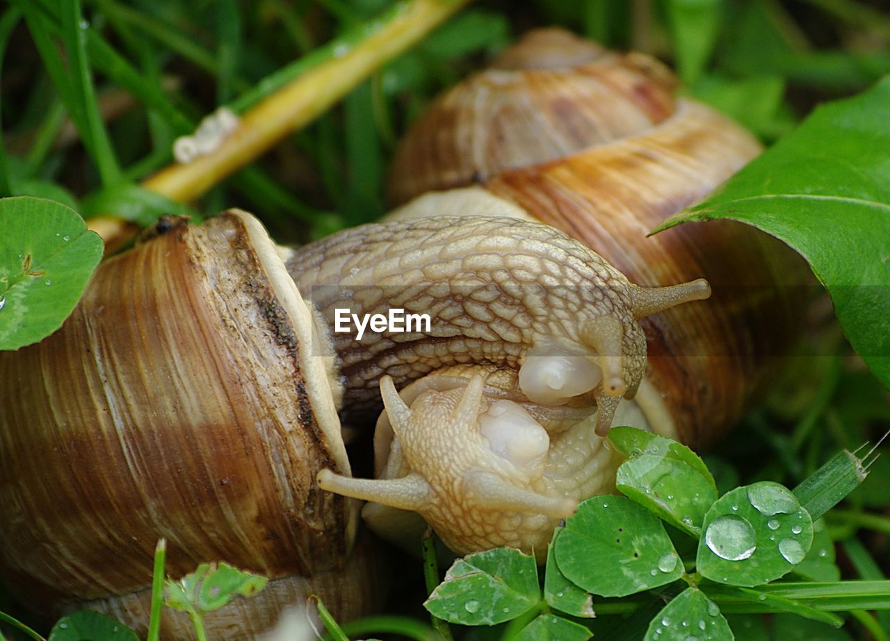 Close-up of plant against blurred background