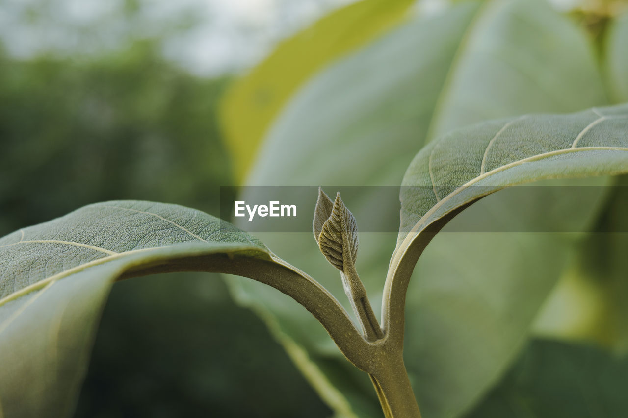 Close-up of leaf growing outdoors