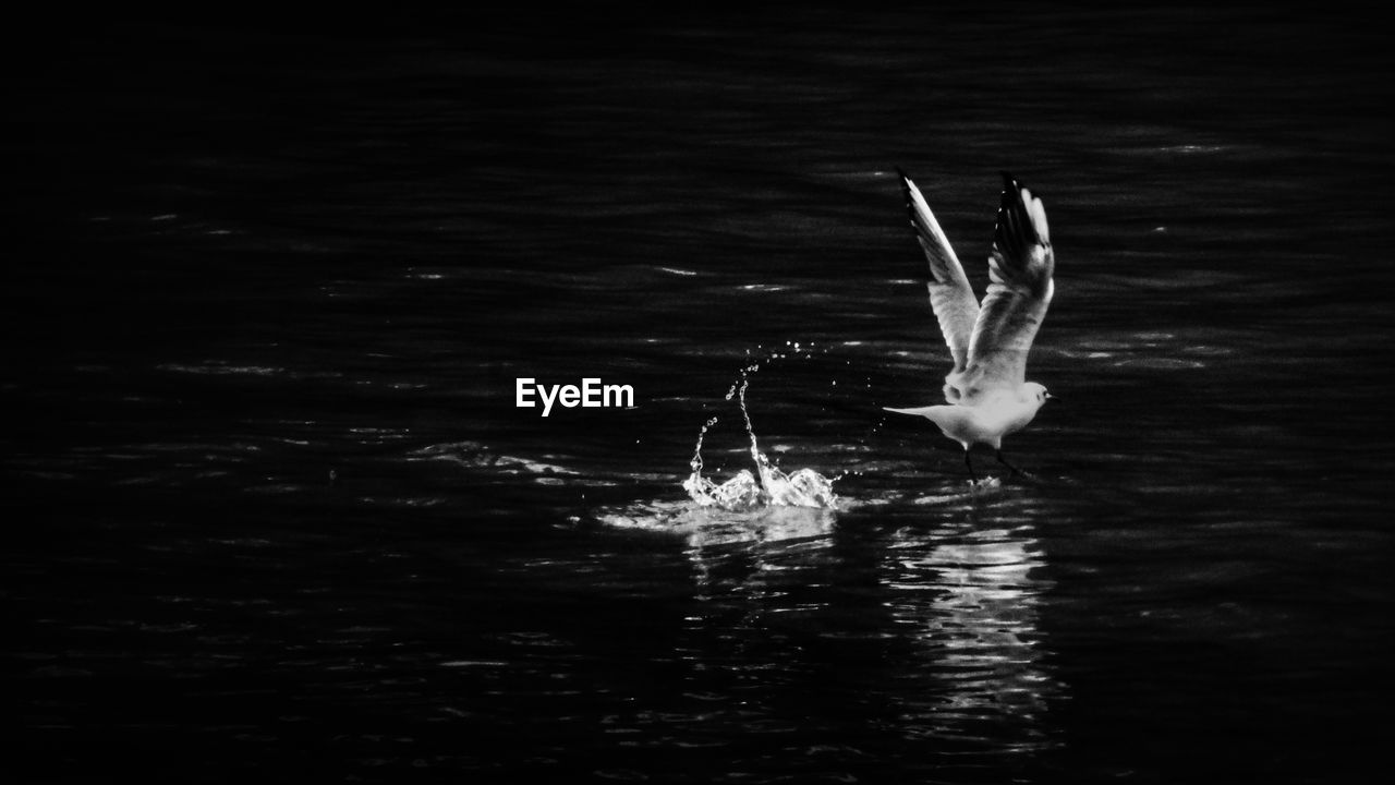 BIRD FLYING BY WATER