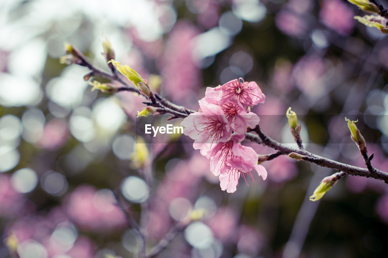 Close-up of pink flowers blooming on tree