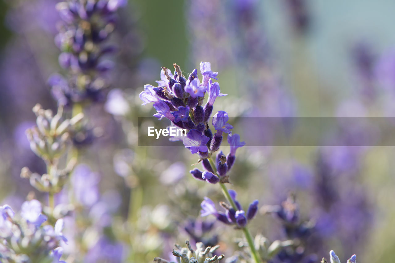 CLOSE-UP OF PURPLE LAVENDER FLOWERS