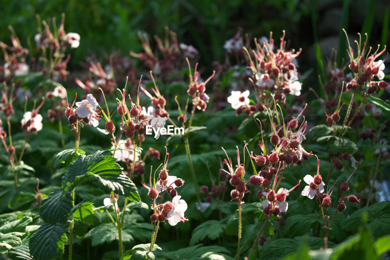 Close-up of flowers growing on field