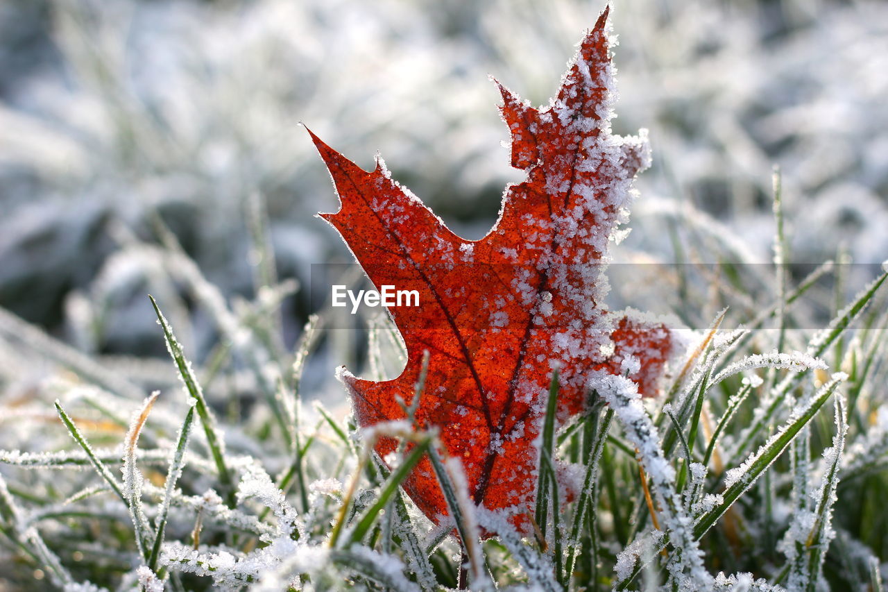 CLOSE-UP OF MAPLE LEAF ON SNOW COVERED LAND