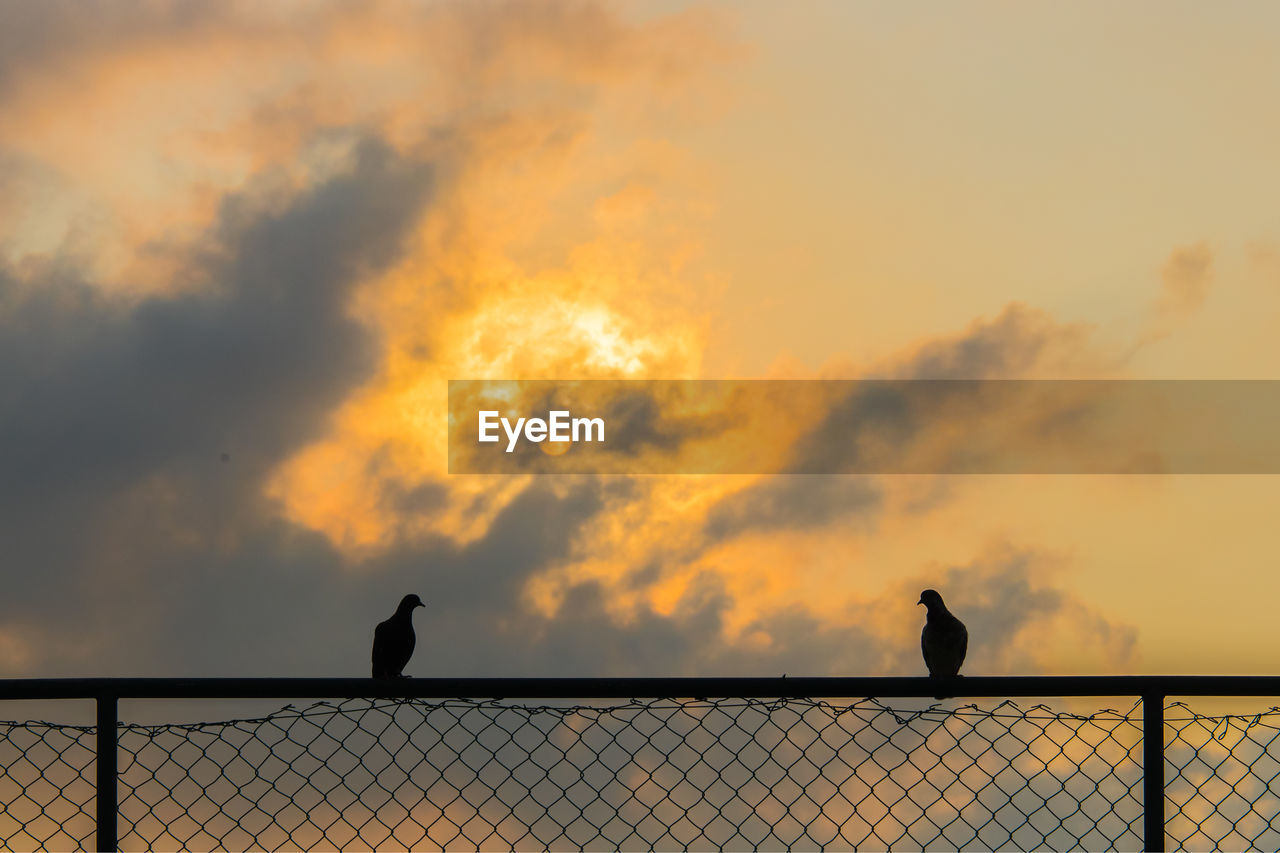 Silhouette birds perching on fence against sky during sunset