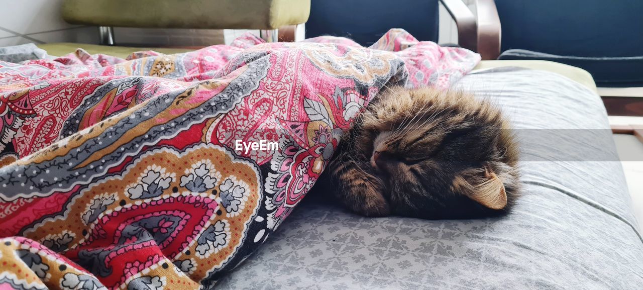 Close-up of dog sleeping at home